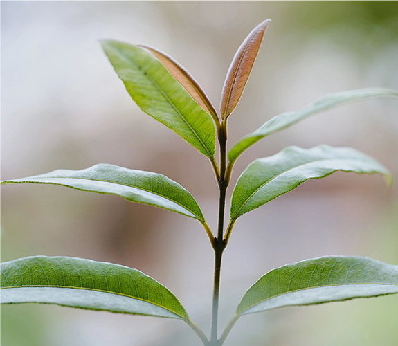 有机柠檬香叶提取物 维持青春蛋白